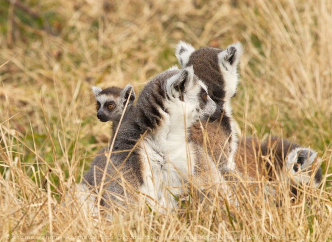 Photo de Lmurien - maki catta