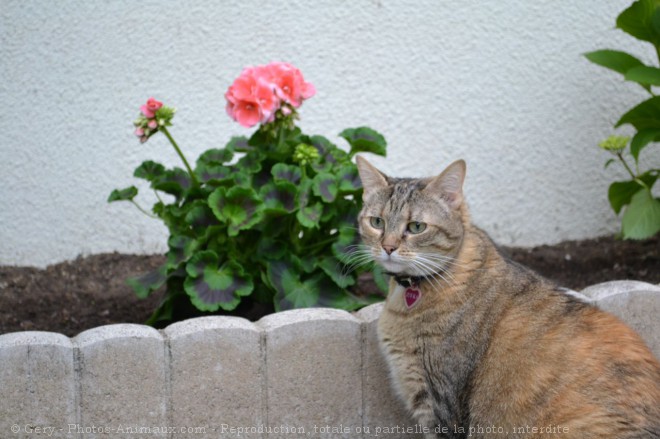 Photo de Chat domestique