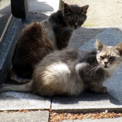 Photo de Chat domestique