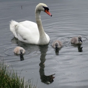 Photo de Cygne