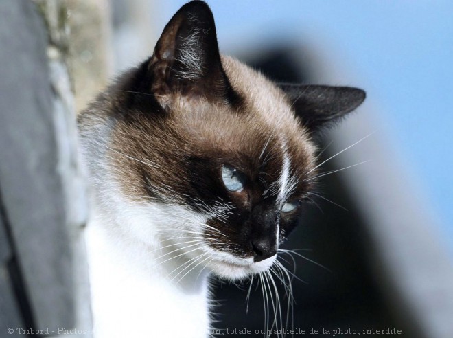 Photo de Chat domestique