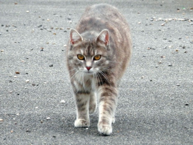 Photo de Chat domestique