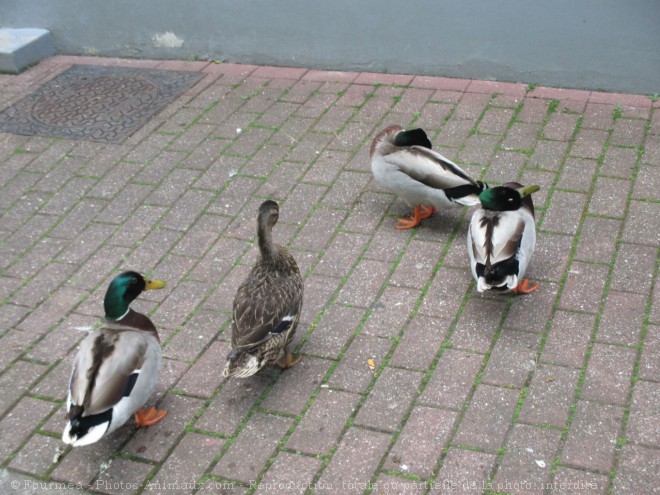 Photo de Canard colvert