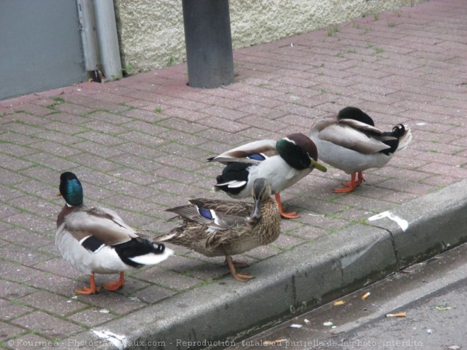 Photo de Canard colvert