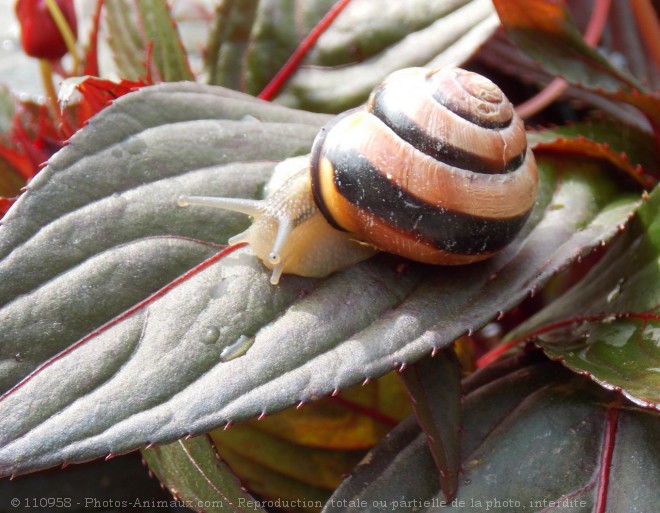 Photo d'Escargot