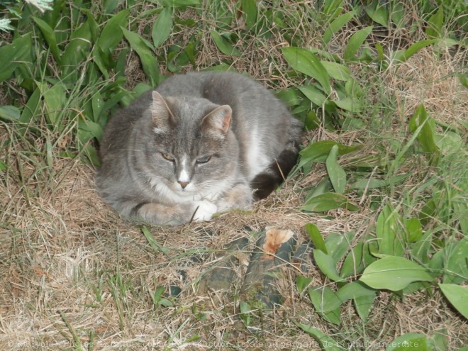 Photo de Chat domestique