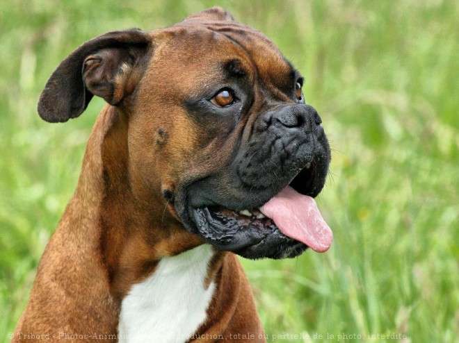 Photo de Boxer