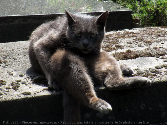 Photo de Chat domestique