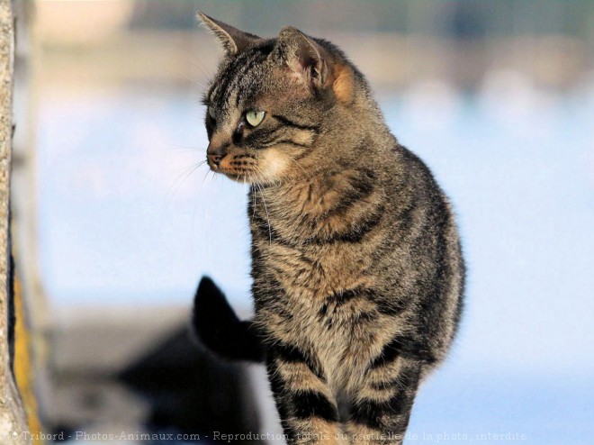 Photo de Chat domestique