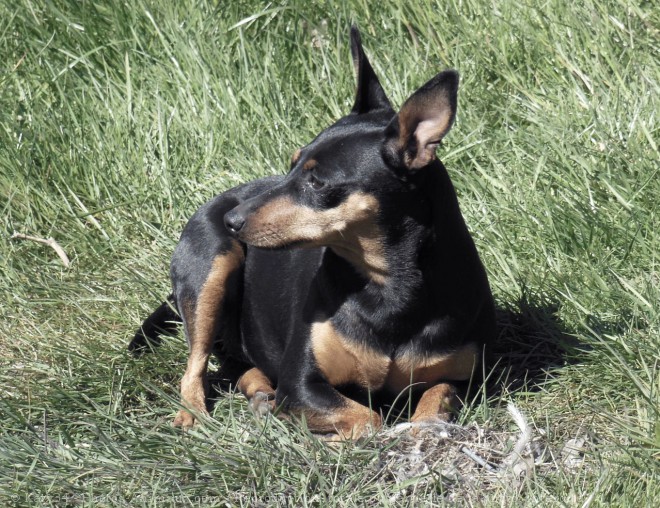 Photo de Pinscher nain