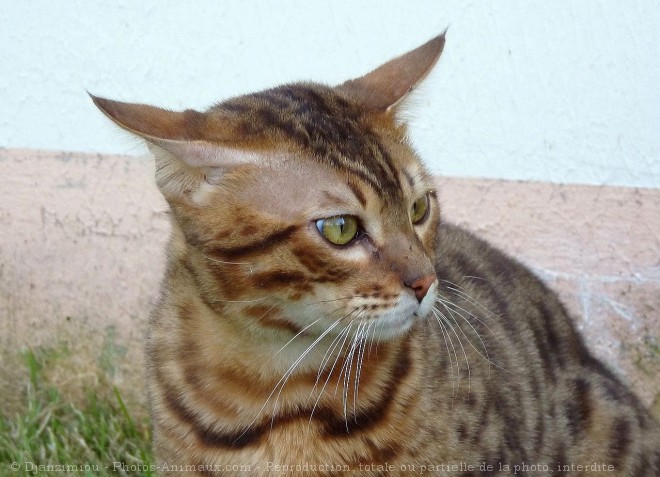 Photo de Bengal