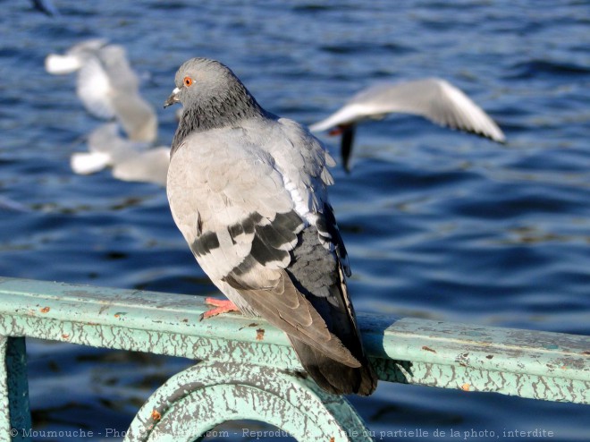 Photo de Pigeon