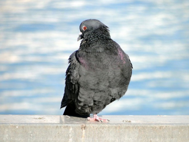 Photo de Pigeon