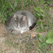 Photo de Chat domestique