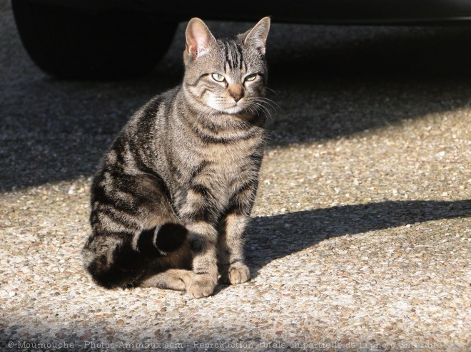 Photo de Chat domestique