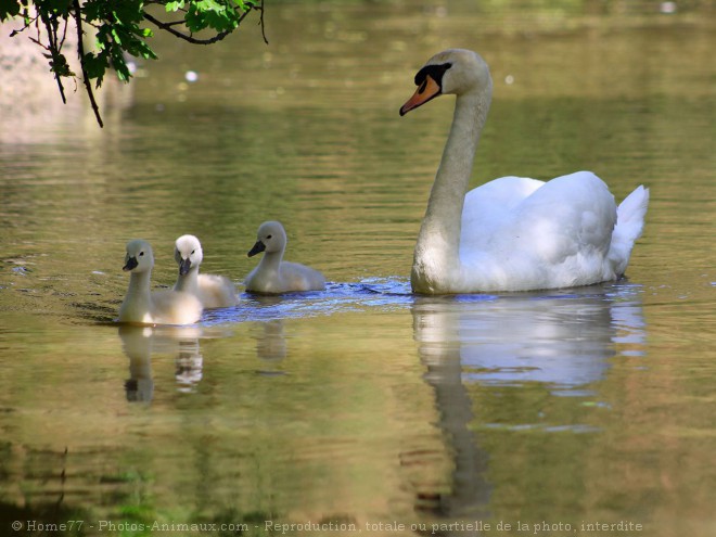 Photo de Cygne