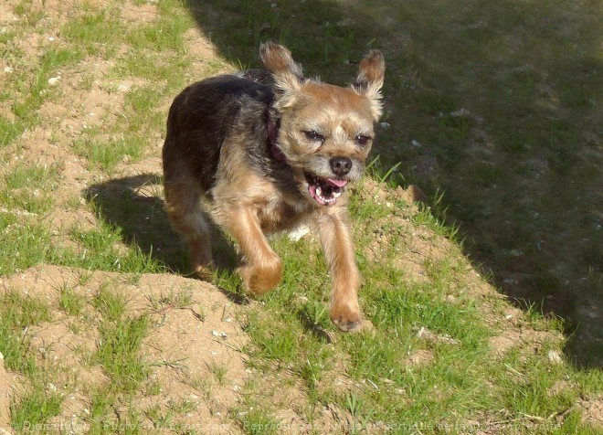 Photo de Border terrier