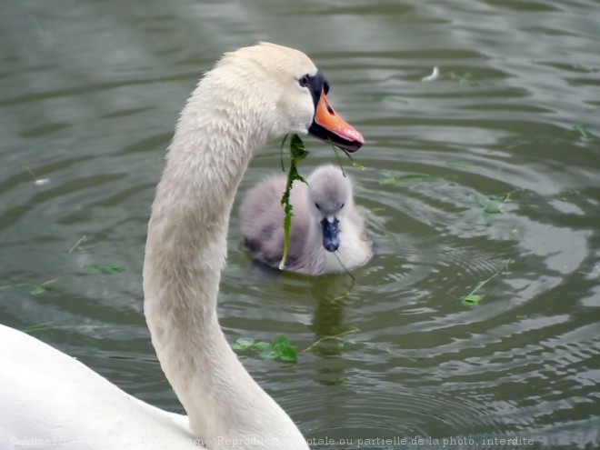 Photo de Cygne