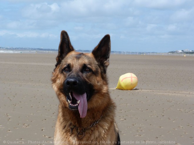 Photo de Berger allemand  poil court