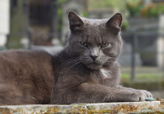 Photo de Chat domestique