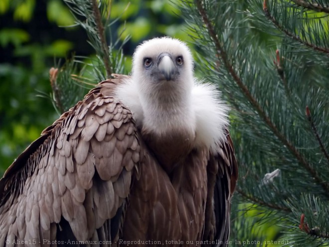 Photo de Vautour fauve