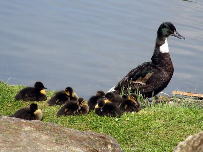 Photo de Canard colvert