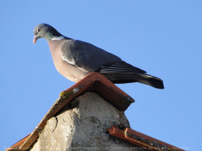 Photo de Pigeon - ramier