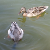 Photo de Canard colvert