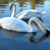 Photo de Cygne