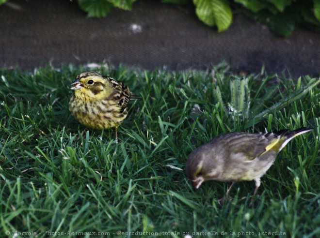 Photo de Races diffrentes