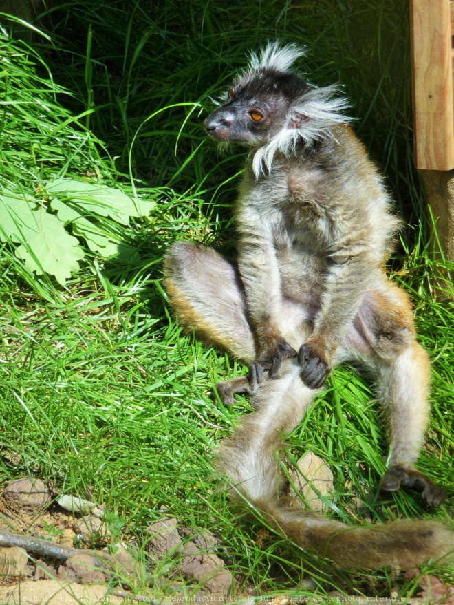 Photo de Lmurien - lmur macaco