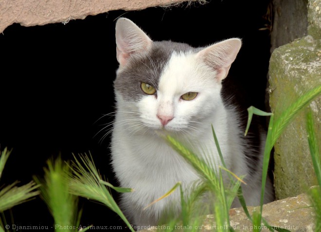 Photo de Chat domestique