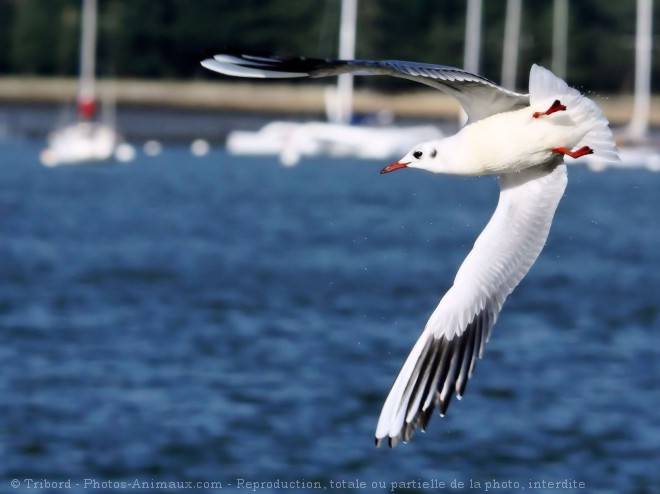 Photo de Mouette