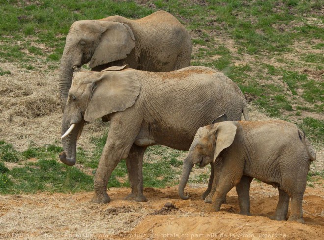 Photo d'Elphant d'afrique