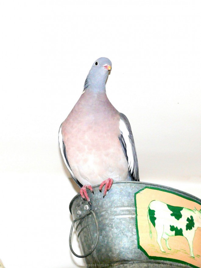 Photo de Pigeon - ramier