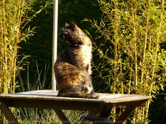 Photo de Chat domestique