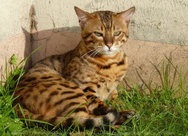 Photo de Bengal