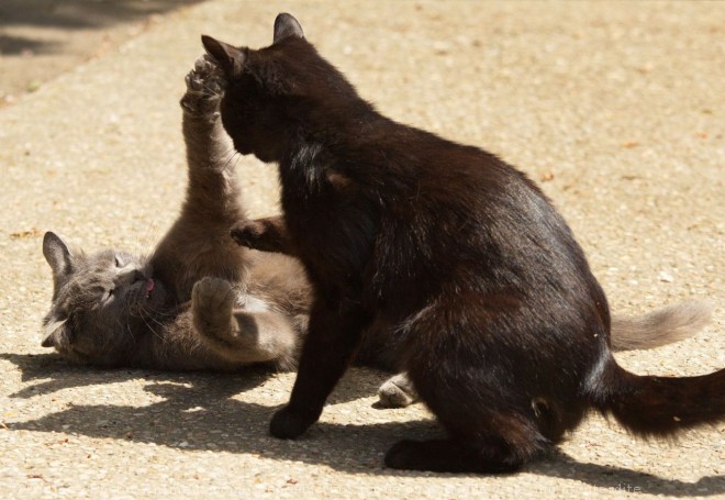 Photo de Chat domestique