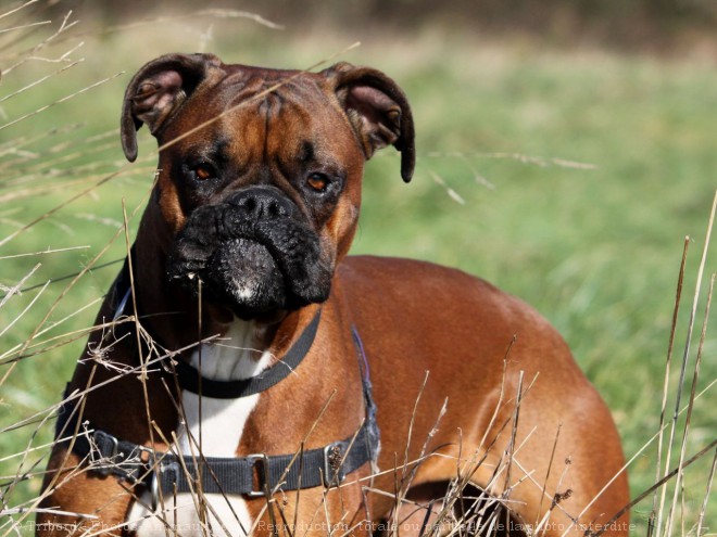 Photo de Boxer