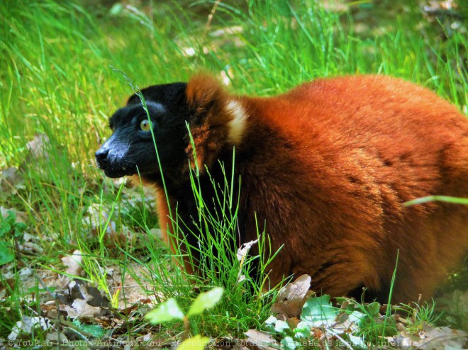 Photo de Lmurien - maki vari roux