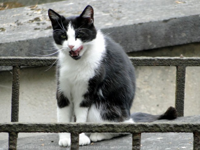 Photo de Chat domestique