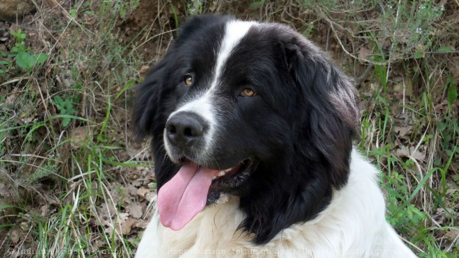 Photo de Landseer (type continental europen)