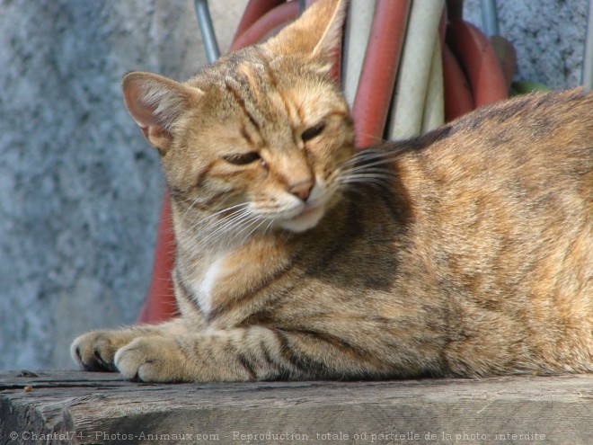 Photo de Chat domestique