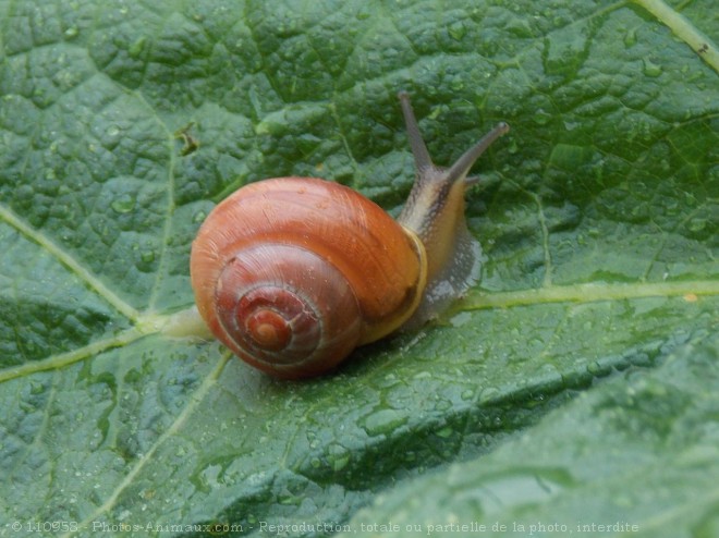 Photo d'Escargot