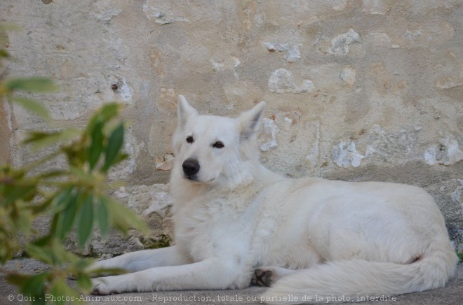 Photo de Berger blanc suisse