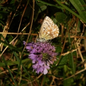 Photo de Papillon