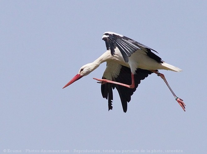 Photo de Cigogne