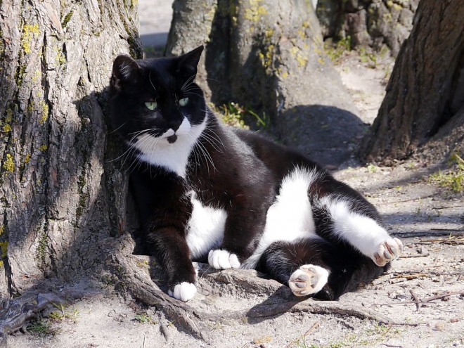 Photo de Chat domestique