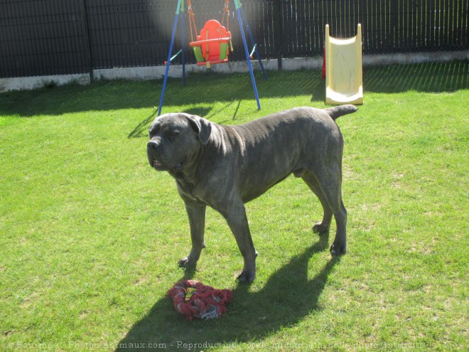 Photo de Chien de cour italien