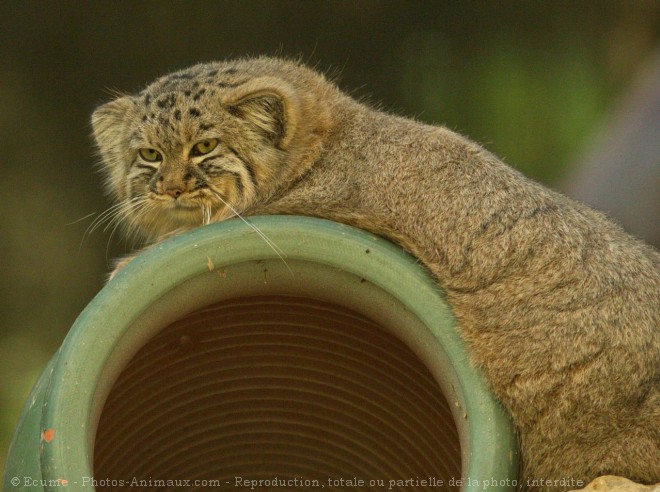 Photo de Chat de pallas